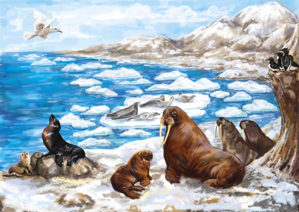 Животные Арктики и Антарктики