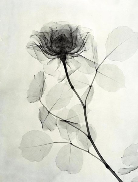 Дейн Таскер художник