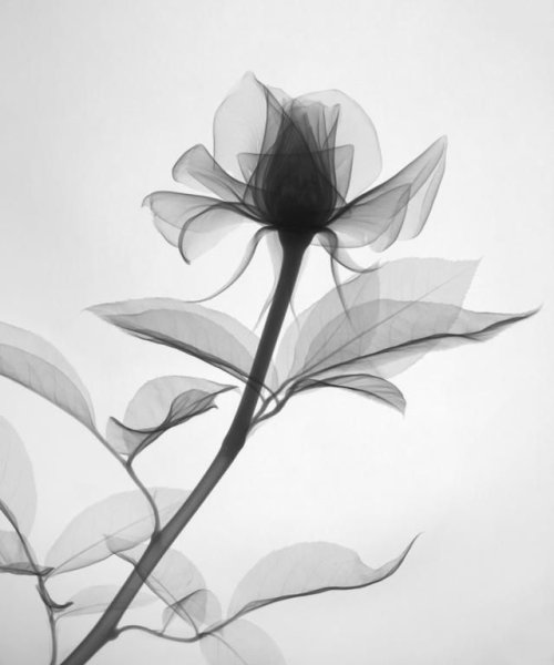 Цветы рентген