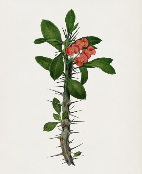 Молочай ботаника