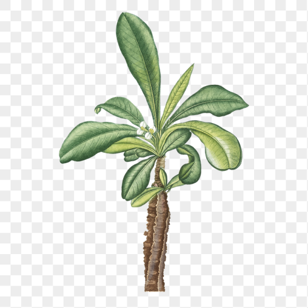 Молочай Гмелина