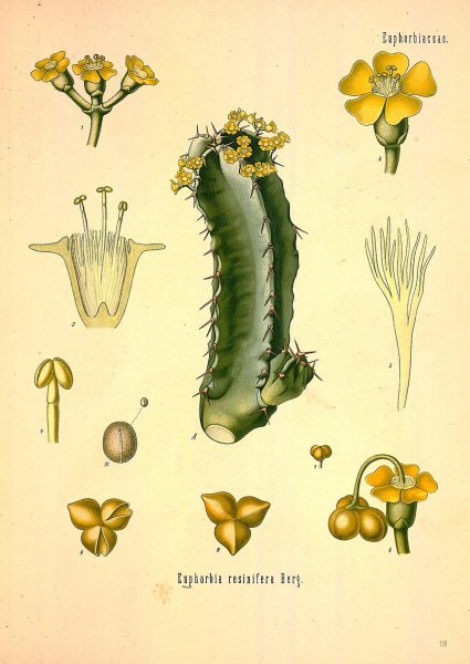 Молочай Палласа