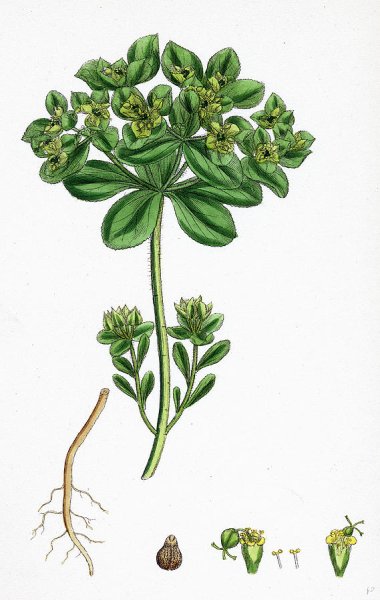 Молочай раскраска