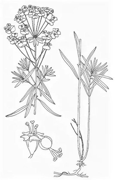 Молочай ботаника