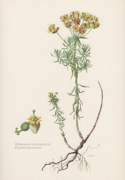 Молочай многоцветный ботаника