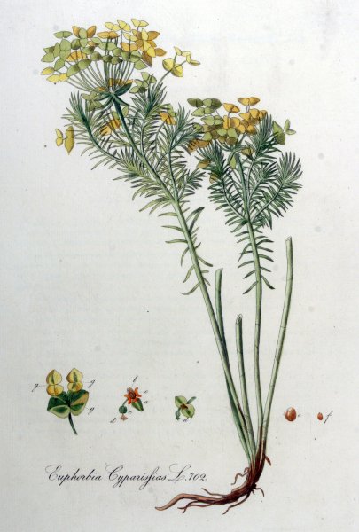 Молочай вектор