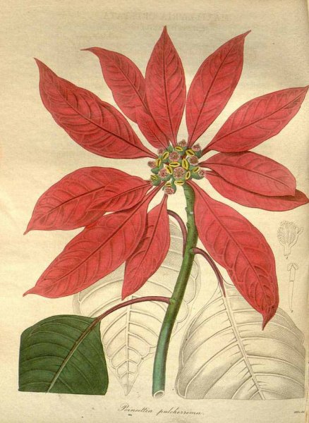 Ботаническая иллюстрация молочай