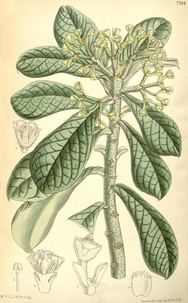 Молочай растение рисунок