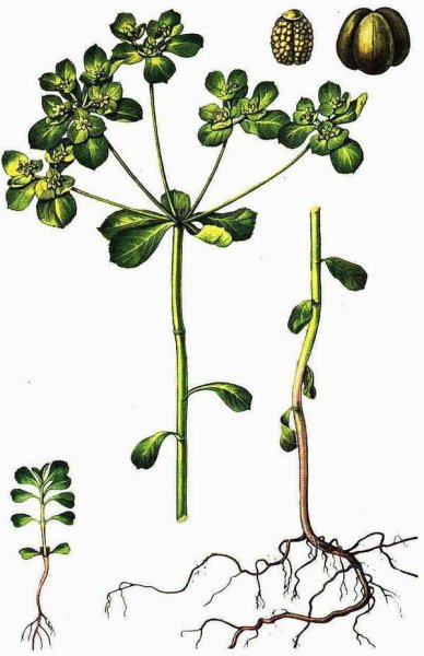 Молочай краснокнижный