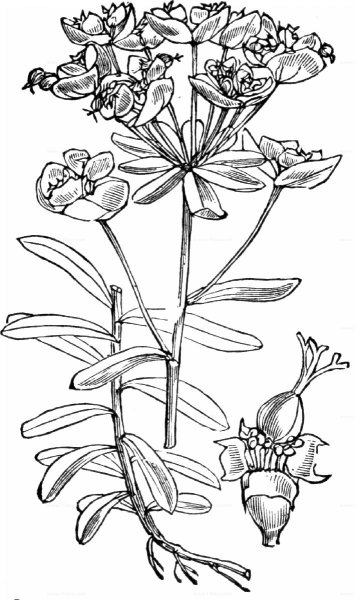 Молочай кипарисовый строение