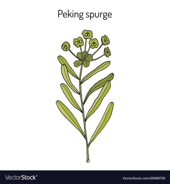 Молочай рисунок карандашом