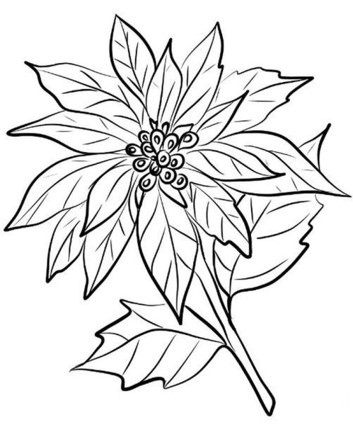 Молочай кипарисовый строение