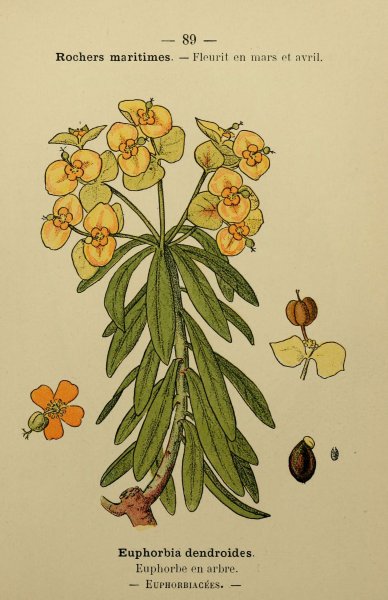 Молочай Палласа на белом