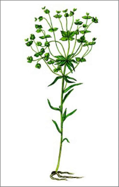 Молочай строение