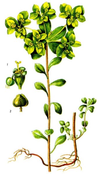 Молочай Графика