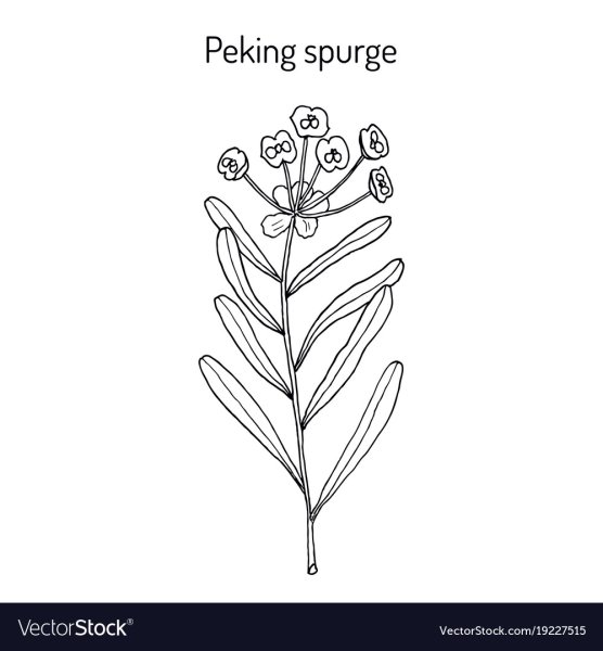 Молочай солнцегляд ботаника