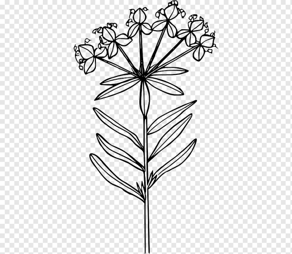 Молочай плод