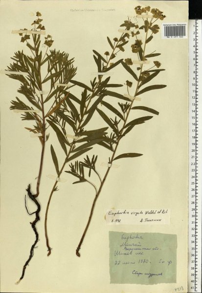 Ботанические иллюстрации Euphorbia