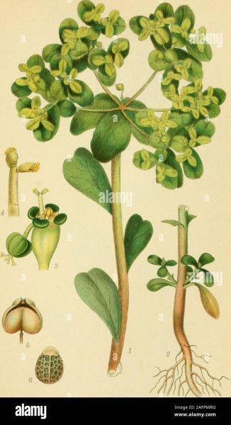 Ботанические иллюстрации Euphorbia