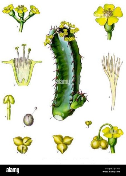 Молочай раскраска