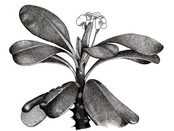 Пуансеттия цветок раскраска