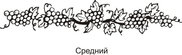 Цветы с шипами эскиз