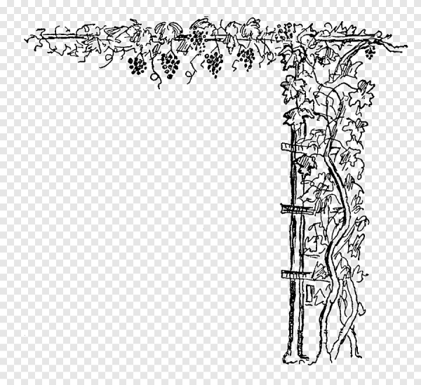 Орнамент лоза винограда