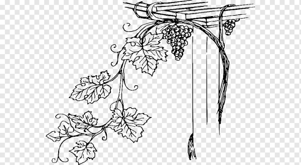 Виноградная лоза без фона