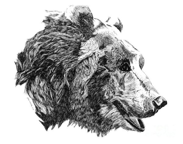 Голова медведя эскиз