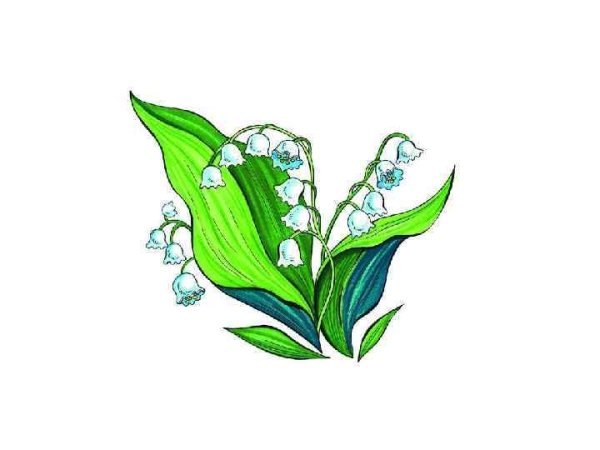 Ландыш рисунок