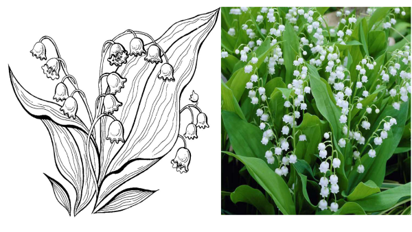 Ландыш Майский печатать