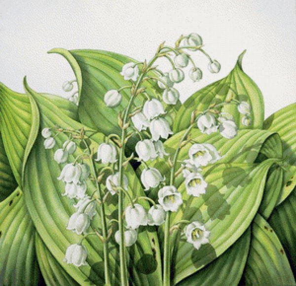 Ландыш Майский Ботаническая иллюстрация