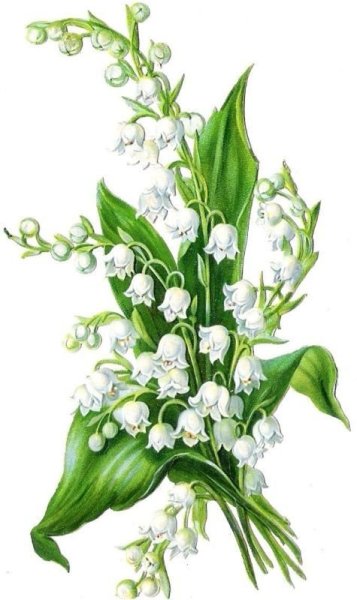 Ландыши акварелью