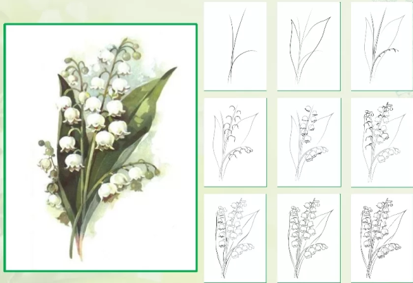 Как нарисовать Ландыш