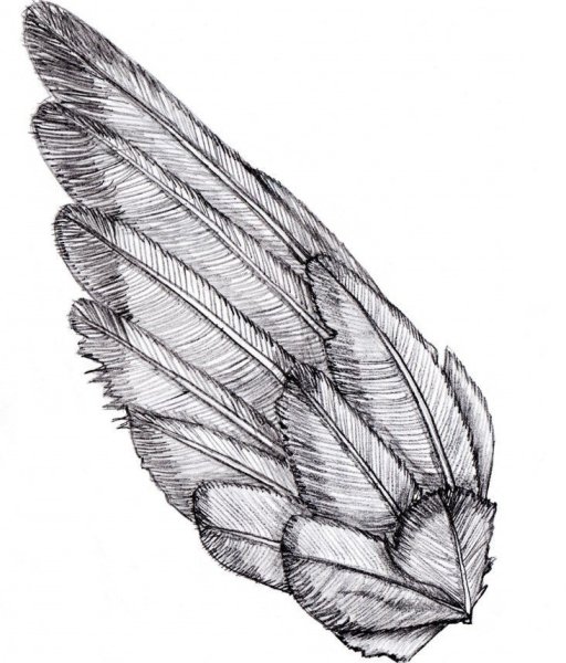 Крылья эскиз