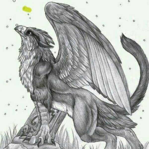 Грифон малыш