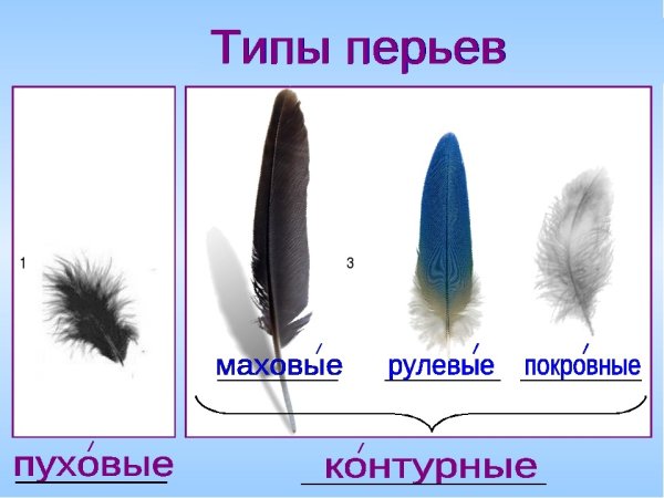 Маховое перо птицы строение