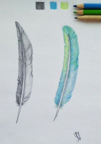 Рисунок контурного пера