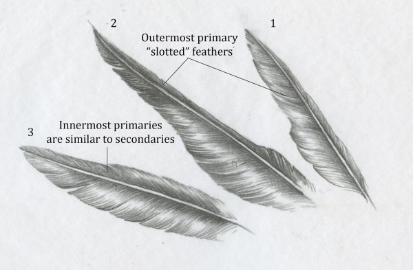 Поэтапное рисование перо