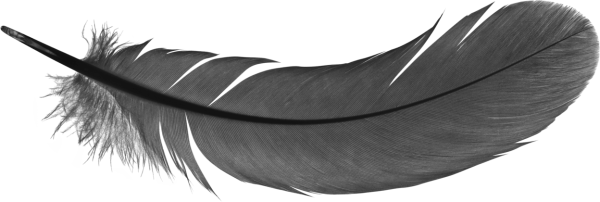 Схема строения контурного пера птицы