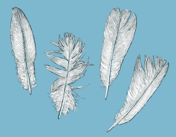 Перо рисунок