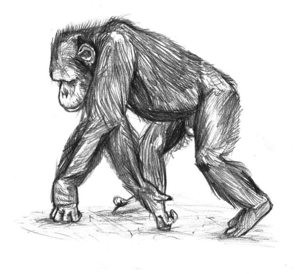 Макака анатомия