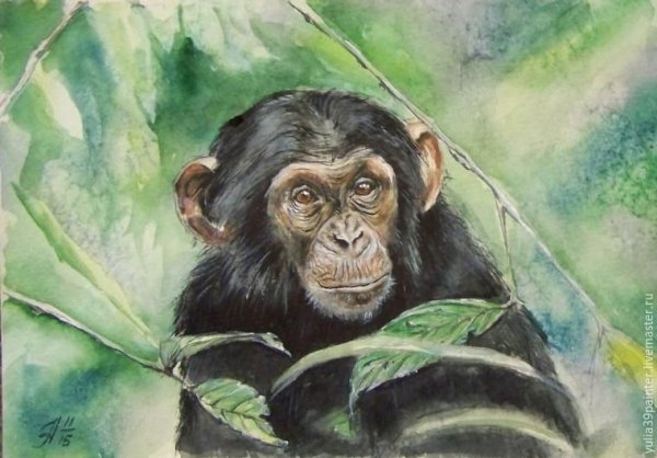 Обезьяна цветными карандашами