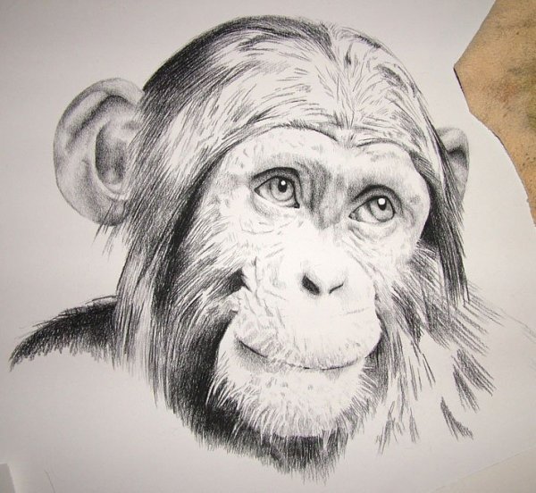 Обезьяна карандашом