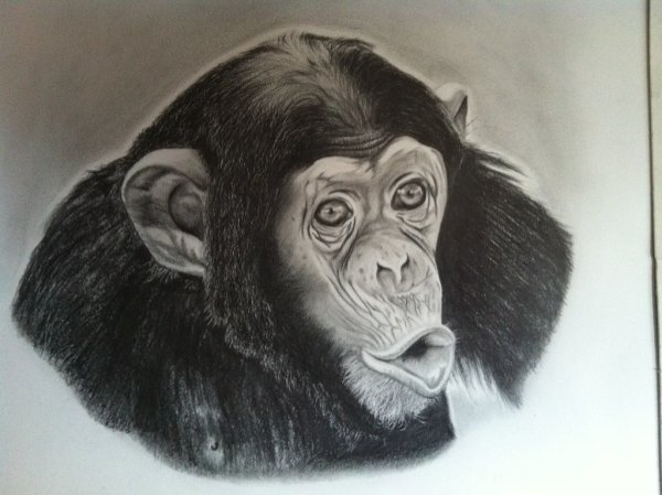 Обезьяна для рисования