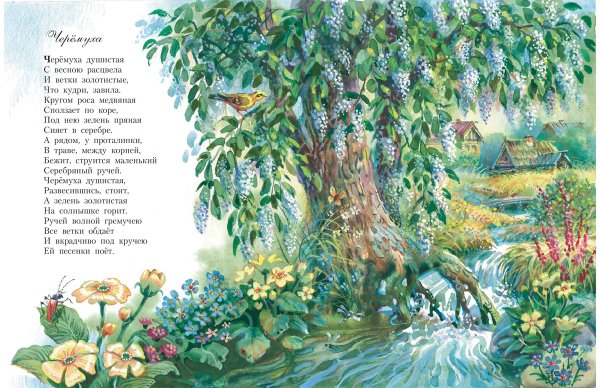 Иллюстрацию Сергея Александровича Есенина черемуха