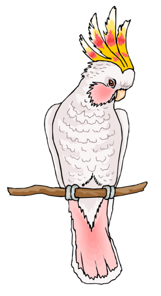 Какаду на белом фоне