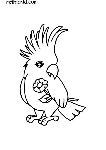 Попугай корелла контур