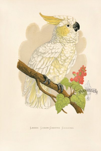 Попугай Какаду