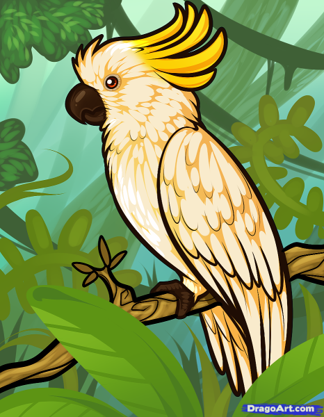 Попугай Какаду живопись